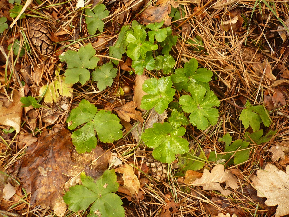 Sanicula europaea (Apiaceae)
